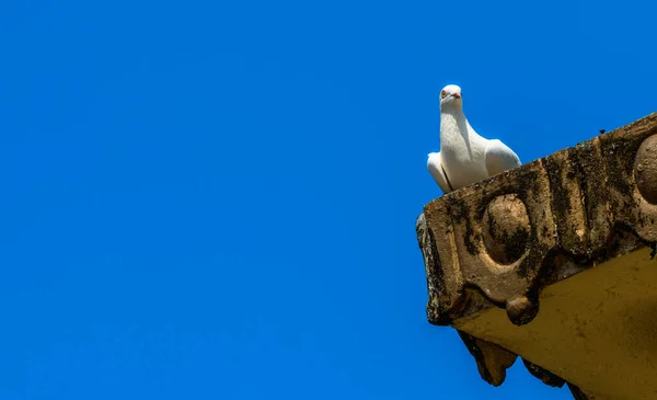 Witte Duif Rustend Het Dak Tegen Helderblauwe Lucht — Stockfoto