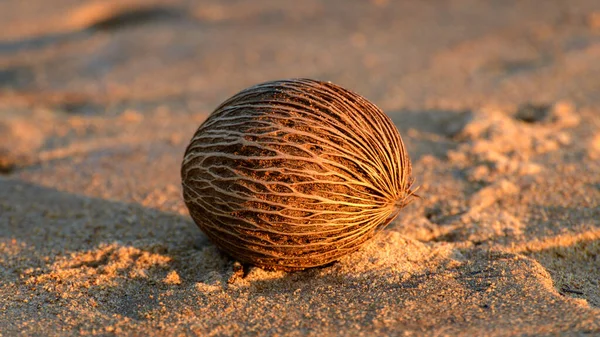 Cerbera Odollam Pong Pong Tree Commonly Known Suicide Tree Dried — Foto de Stock