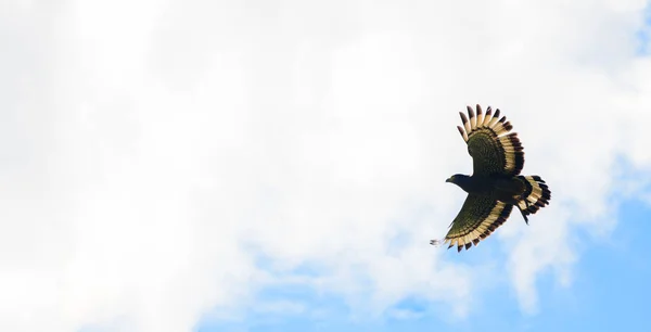 Crested Serpent Eagle Flight Spread Wings Photographed Sky Galle Sri — Stock Fotó