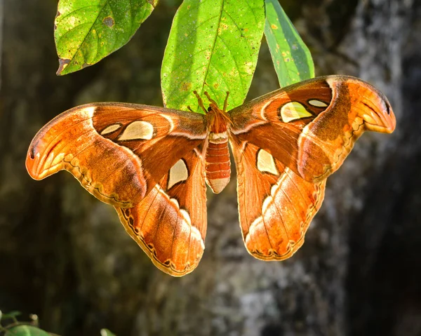 阿特拉斯蛾特写 也被称为蛇头蝶 展示了世界第二大蛾美丽的翼展 — 图库照片