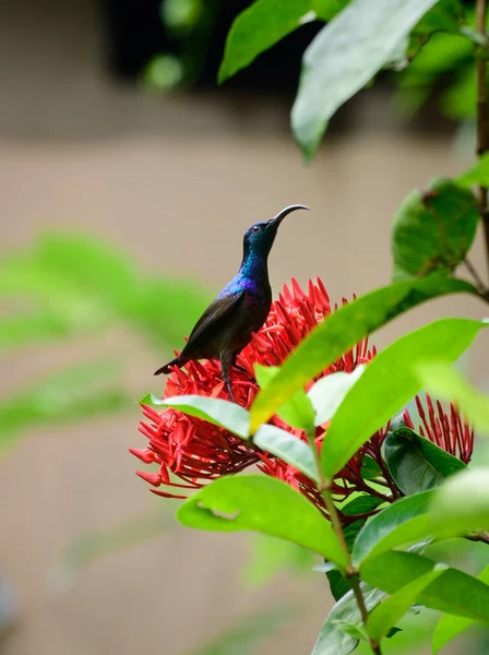 Loten Sunbird Cinnyris Lotenius Perched Flower — 图库照片