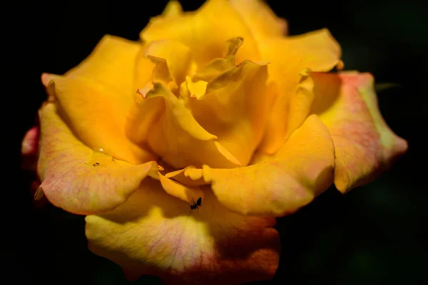 Macro Shot Rose Flower Beautiful Soft Yellow Rose Flower Petals — 스톡 사진