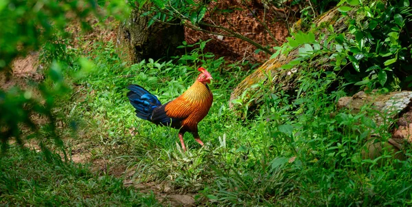 Sri Lanka orman kuşu fotoğrafı, çok güzel canlı tüyler, ve çok abartılı boynuz ve tarak. Siyah kanatları ve kuyruğu koyu mor olan turuncu-kırmızı vücut tüyleri. Sri Lanka 'daki ulusal kuş..
