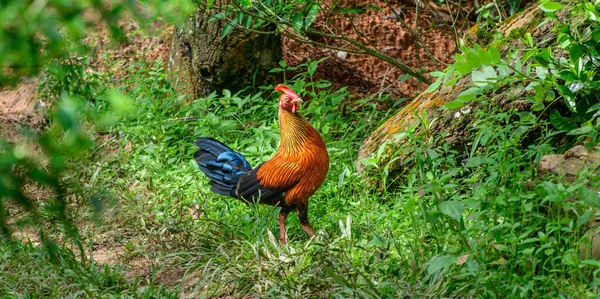 Ptaki Żyjące Dżungli Sri Lanki Narodowy Ptak Sri Lanki Również — Zdjęcie stockowe
