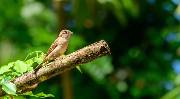House Sparrow Female Bird Sitting Broken Twig Garden Close Adorable — 图库照片