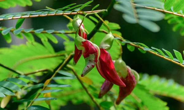 Red Hummingbird Tree Sesbania Grandiflora Flowers Close Shot Known Rathu — стоковое фото
