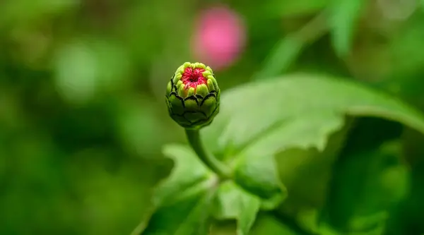 Zinnia Fiore Germoglio Isolato Fotografia Vicino — Foto Stock