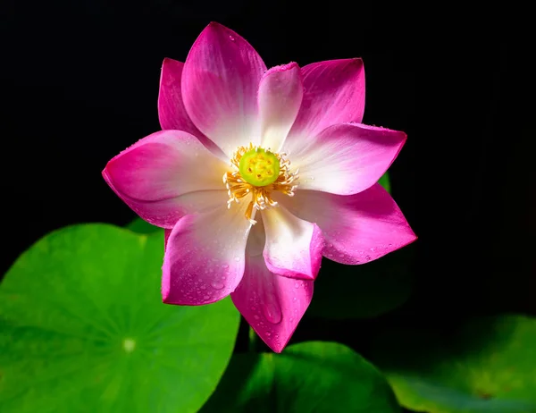 Beautiful Lotus Flower Nelumbo Nucifera Closes Overhead View Blooms Morning — Foto de Stock