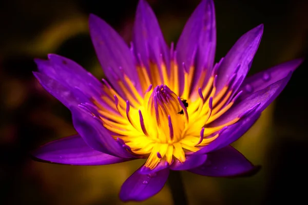 Μοβ Λουλούδι Κρίνο Νερό Μακροεντολή Γκρο Πλαν Κορεσμένα Χρώματα Απομονωμένο — Φωτογραφία Αρχείου