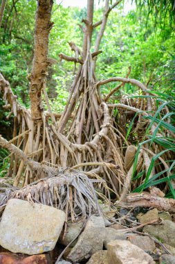 Pandanus Tectorius ağaç köklerinin kökleri okyanusun kenarında büyüyerek yakınlaşır. Paspas ve sepet yapımında kullanılan yaprak ve kökler lifleri.