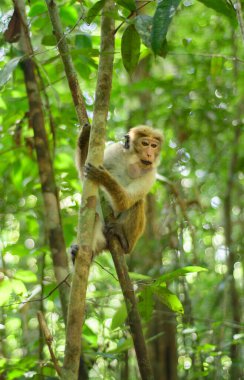 Toque macaque maymunu tropikal yağmur ormanlarının gölgesinde ince bir ağaç gövdesine tırmanır..