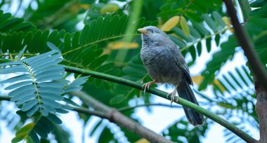 Sarı gagalı geveze kuş yakın bir dalda oturuyor..