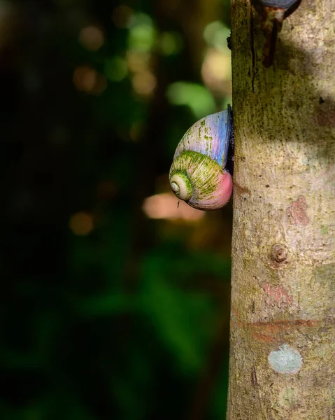 Acavus Phoenix Giant Tree Snail Tree Trunk Climbs Slowly Rose — Foto de Stock