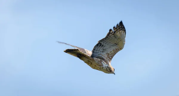 Changeable Hawk Eagle Flight Clear Blue Skies — стоковое фото