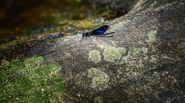 Shining Gossamerwing Euphaea Splendens Male Damselfly Resting Rock Boulder Close — Photo