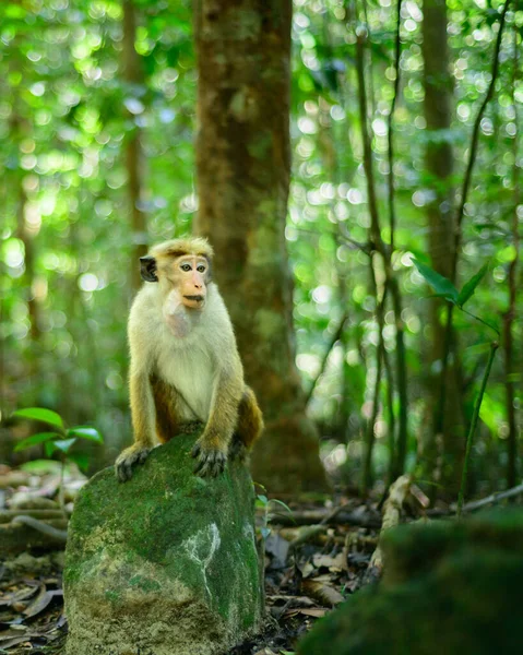 Toque Makaken Aap Zittend Een Rots Schaduw Van Het Tropische — Stockfoto