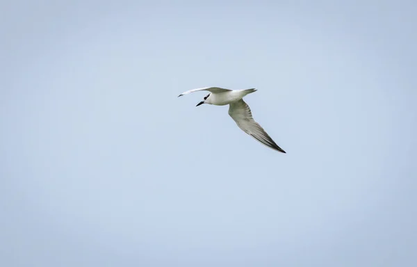 Whiskered Tern Soaring Clear Skies Chandrika Lake Hunting Fish Morning — Stock Photo, Image