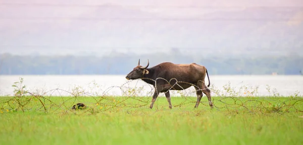 Bufalo Acqua Selvatica Con Corna Passeggiando Nel Campo Erba Verde — Foto Stock