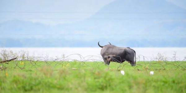 Mannelijk Gespierd Wild Water Buffel Plunderend Het Water Achter Het — Stockfoto