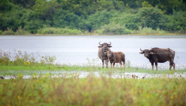 Herd Wild Water Buffalos Cooling Udawalawe National Reservoir Lookout While — стокове фото