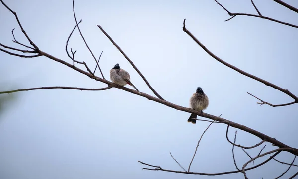 Pair Cute Red Vented Bulbul Birds Fluffing Bare Tree Branch — стоковое фото