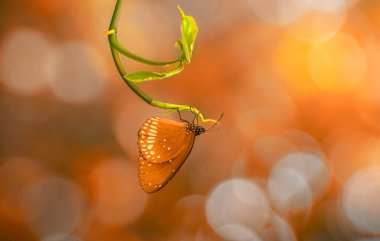 Yeşil bir yaprağın üzerinde sarımsı turuncu bir bokeh arka planda baş aşağı asılı güzel kelebek..