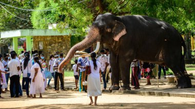 Kataragama, Sri Lanka - 12.11 2021: Perahara mevsimi olmadığında sergi amacıyla zincirli Katagarama tapınağındaki fil.