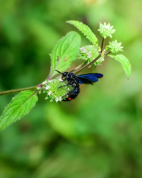 在野花上 到处都是新的蓝翼和红带的Wasp — 图库照片