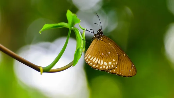 蝴蝶在自然界中近距离拍摄 绿色的背景 — 图库照片