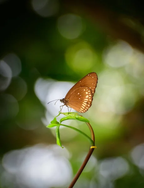 美丽的普通乌鸦蝴蝶栖息在绿叶之上 自然环境宜人 — 图库照片