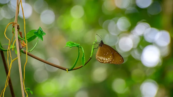 美丽的蝴蝶在自然的栖息地 绿色的山雀背景 — 图库照片