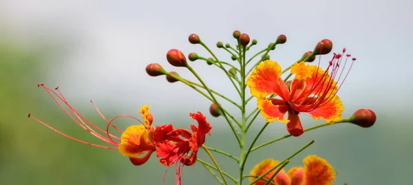 Caesalpinia Pulcherrima Fiorisce Vicino Morbido Sfondo Bokeh — Foto Stock