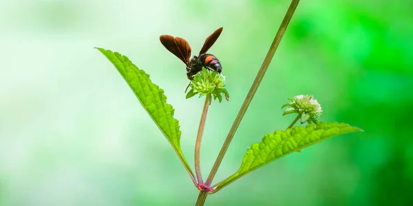 Fasciatopunctata Dunensis Wespe Über Der Wildblume Trinkt Nektar Und Sammelt — Stockfoto