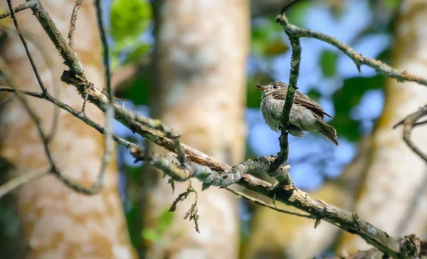 Şirin Kahverengi Göğüslü Sinekkapan Kuş Tüneği Bir Ağaç Dalına Konmuş — Stok fotoğraf
