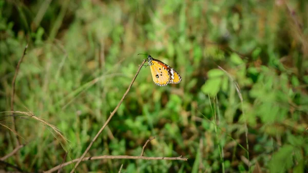 Plain Tiger Butterfly Danaus Chrysippus Close Shot Side View Embracing — Stock Photo, Image