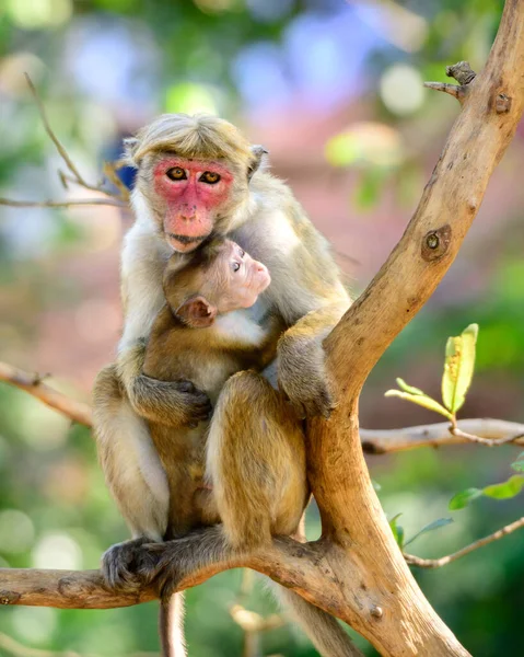 Mother\'s love, Torque macaque female monkey hugs and holds cute baby close to her body.