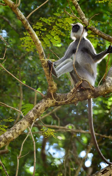 Tufted Grijze Langur Zittend Een Boomtak Naar Boven Kijkend Lange — Stockfoto