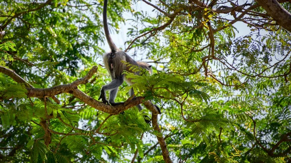 Grijze Langur Aap Loopt Weg Een Boomtak Hoog Boven Die — Stockfoto