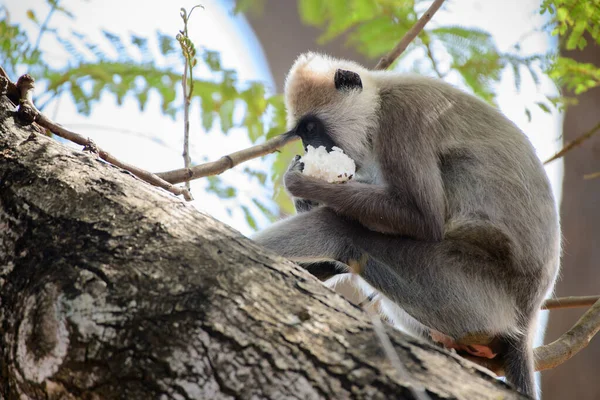 Hungry Tufted Grey Langur Semnopithecus Priam Thersites Aap Eet Rijst — Stockfoto