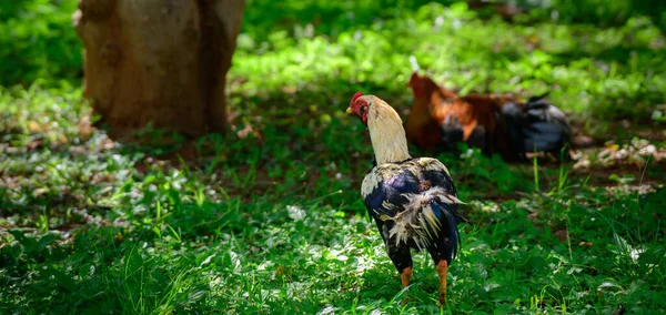 Male Domestic Fowl Hen Shade Tree — Stock Photo, Image