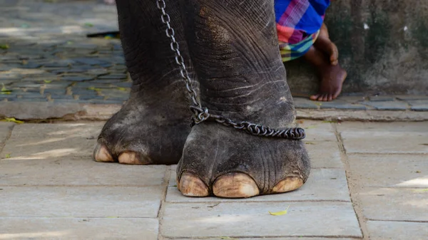 Piernas Elefante Encadenadas Cerca Piernas Humanas Fondo Concepto Disfrutar Libertad — Foto de Stock