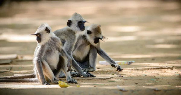 Drie Getufte Grijze Langur Apen Grond Die Voedsel Oppikken Straten — Stockfoto