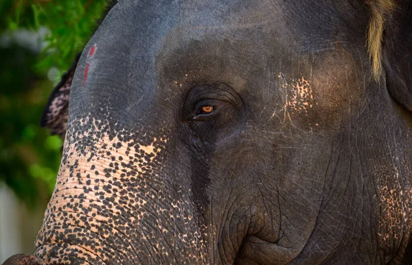 Guardar Elefantes Concepto Triste Llorando Elefantes Ojo Cerca Fotografía Elefante — Foto de Stock