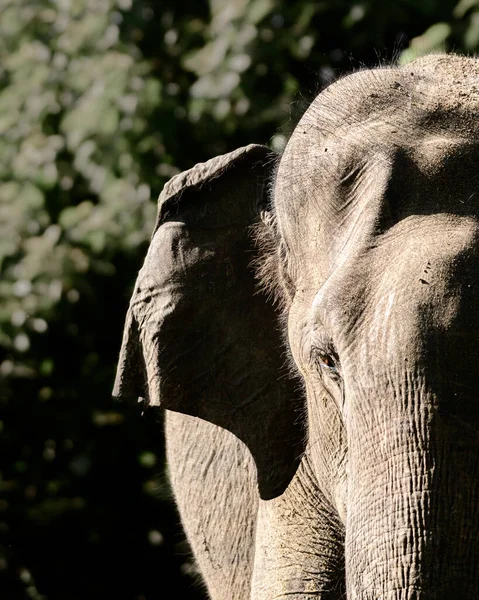 Captura Elefante Asiático Selvagem Parque Nacional Udawalawa Close Face Front — Fotografia de Stock