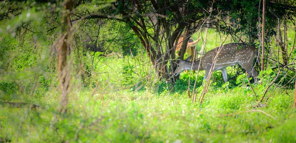 Ciervo Manchado Ceilán Pastando Sombra Pequeño Arbusto Safari Parque Nacional — Foto de Stock