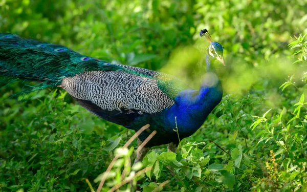Krásný Páví Samec Divočině Toulat Ráno Trávníkovém Poli Národním Parku — Stock fotografie