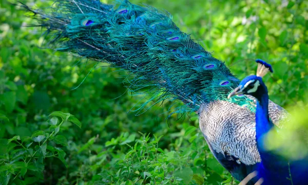 Piękne Pióra Ogona Samca Niebieskiego Pawia Dziczy Wędrując Polu Trawiastym — Zdjęcie stockowe
