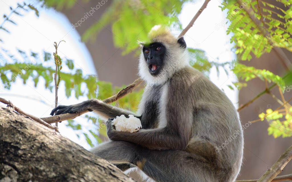 Tufted gray langur monkey-eating on the tree, while making loud noises, expressing its self while the mouth is open, close up wild animal portraiture.