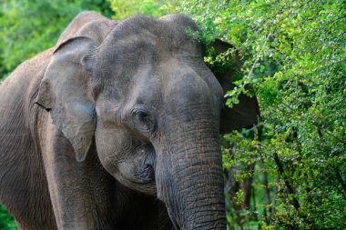 Büyük bir Asya filinin yakın plan fotoğrafı. Sri Lanka 'daki Udawalawa Ulusal Parkı' ndaki çalıların arasından yiyecek arama..