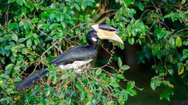 Hornbill kuşu Udawalawa ormanında akşamları yabani meyve yer. Güzel kırmızı gözlü, küçük fareli köylü boynuzlu kuşun yakın plan çekimi..